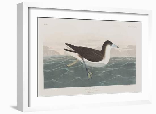 Illustration from 'Birds of America', 1827-38-John James Audubon-Framed Giclee Print