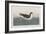 Illustration from 'Birds of America', 1827-38-John James Audubon-Framed Giclee Print