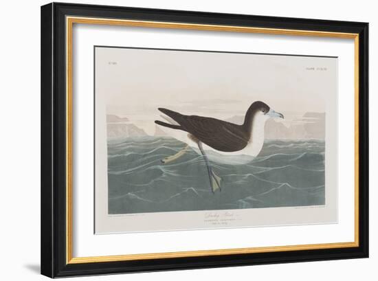 Illustration from 'Birds of America', 1827-38-John James Audubon-Framed Giclee Print