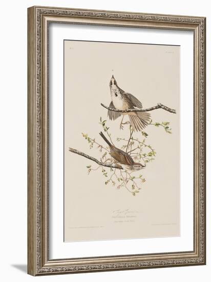 Illustration from 'Birds of America', 1827-38-John James Audubon-Framed Giclee Print