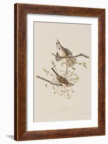 Illustration from 'Birds of America', 1827-38-John James Audubon-Framed Giclee Print