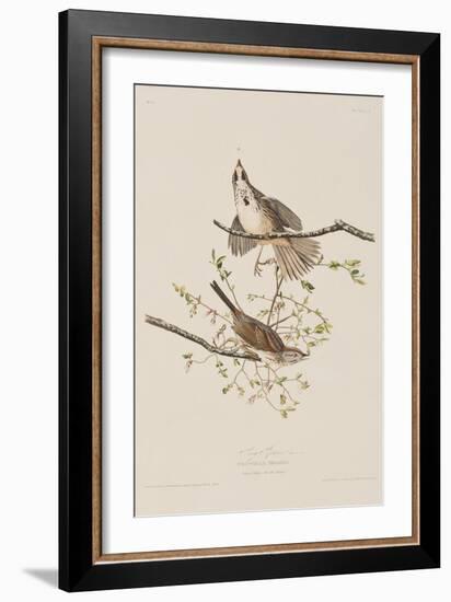 Illustration from 'Birds of America', 1827-38-John James Audubon-Framed Giclee Print