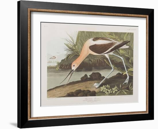 Illustration from 'Birds of America', 1827-38-John James Audubon-Framed Giclee Print