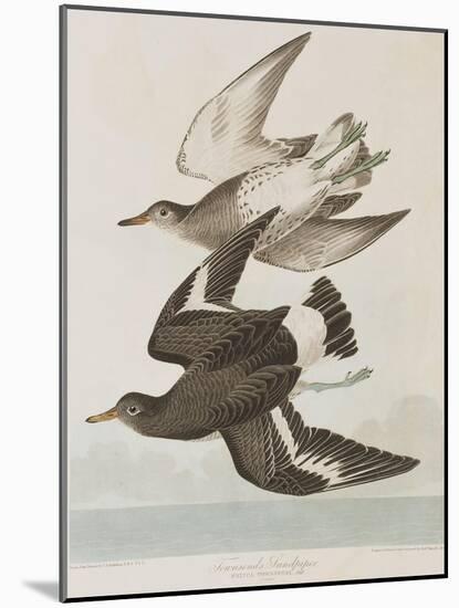 Illustration from 'Birds of America', 1827-38-John James Audubon-Mounted Giclee Print