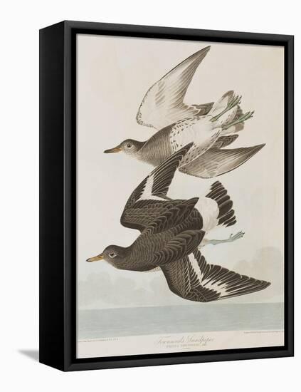 Illustration from 'Birds of America', 1827-38-John James Audubon-Framed Premier Image Canvas