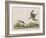 Illustration from 'Birds of America', 1827-38-John James Audubon-Framed Giclee Print