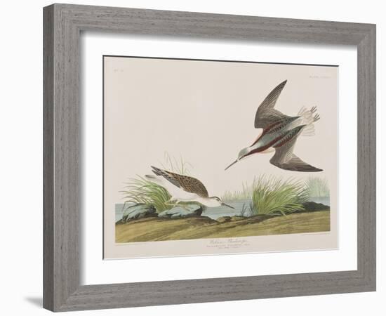 Illustration from 'Birds of America', 1827-38-John James Audubon-Framed Giclee Print