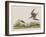 Illustration from 'Birds of America', 1827-38-John James Audubon-Framed Giclee Print