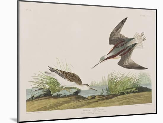 Illustration from 'Birds of America', 1827-38-John James Audubon-Mounted Giclee Print