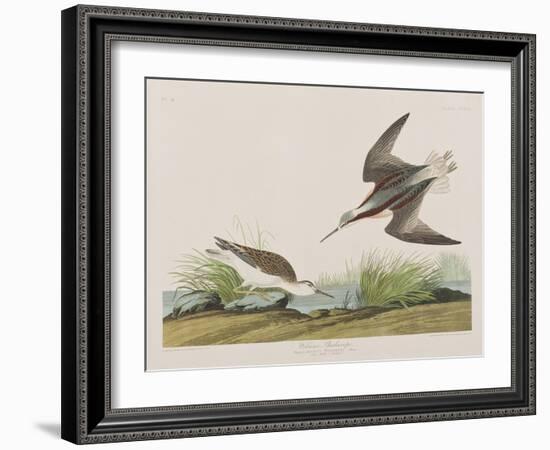 Illustration from 'Birds of America', 1827-38-John James Audubon-Framed Giclee Print