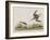 Illustration from 'Birds of America', 1827-38-John James Audubon-Framed Giclee Print