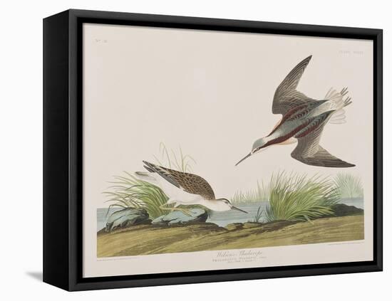 Illustration from 'Birds of America', 1827-38-John James Audubon-Framed Premier Image Canvas