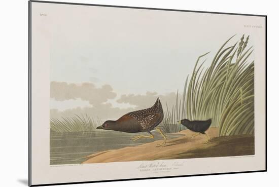 Illustration from 'Birds of America', 1827-38-John James Audubon-Mounted Giclee Print