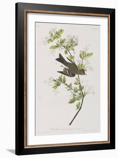 Illustration from 'Birds of America', 1827-38-John James Audubon-Framed Giclee Print