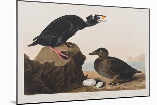 Illustration from 'Birds of America', 1827-38-John James Audubon-Mounted Giclee Print