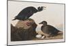 Illustration from 'Birds of America', 1827-38-John James Audubon-Mounted Giclee Print