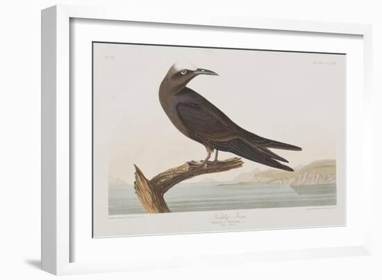 Illustration from 'Birds of America', 1827-38-John James Audubon-Framed Giclee Print