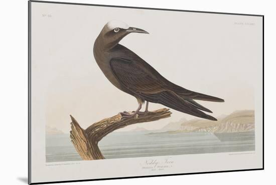 Illustration from 'Birds of America', 1827-38-John James Audubon-Mounted Giclee Print