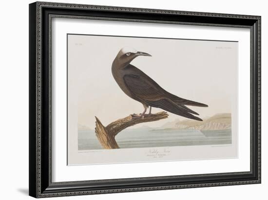 Illustration from 'Birds of America', 1827-38-John James Audubon-Framed Giclee Print