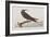 Illustration from 'Birds of America', 1827-38-John James Audubon-Framed Giclee Print