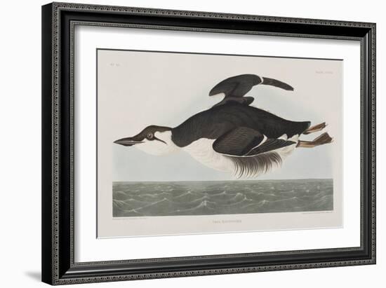 Illustration from 'Birds of America', 1827-38-John James Audubon-Framed Giclee Print