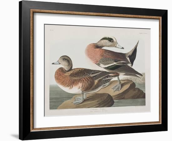 Illustration from 'Birds of America', 1827-38-John James Audubon-Framed Giclee Print