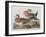 Illustration from 'Birds of America', 1827-38-John James Audubon-Framed Giclee Print