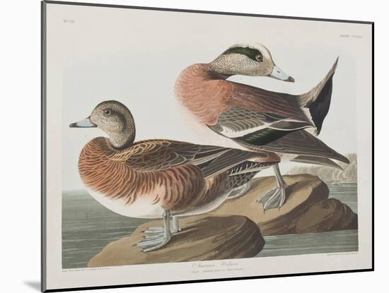 Illustration from 'Birds of America', 1827-38-John James Audubon-Mounted Giclee Print