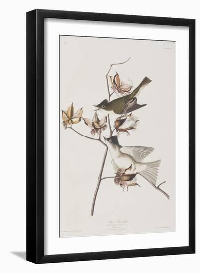 Illustration from 'Birds of America', 1827-38-John James Audubon-Framed Giclee Print