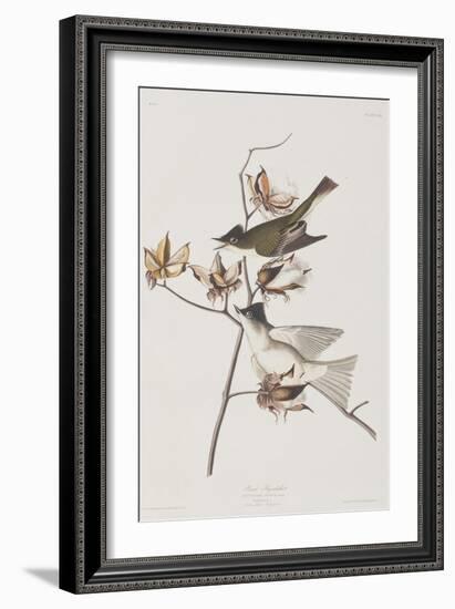 Illustration from 'Birds of America', 1827-38-John James Audubon-Framed Giclee Print