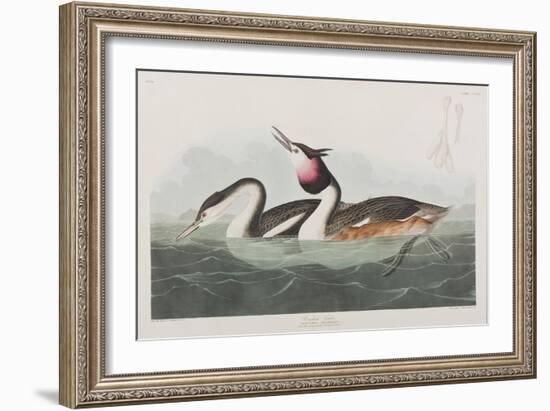 Illustration from 'Birds of America', 1827-38-John James Audubon-Framed Giclee Print