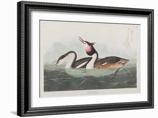 Illustration from 'Birds of America', 1827-38-John James Audubon-Framed Giclee Print