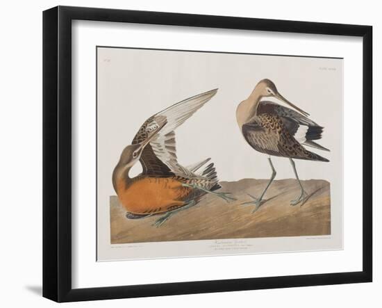 Illustration from 'Birds of America', 1827-38-John James Audubon-Framed Giclee Print