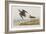 Illustration from 'Birds of America', 1827-38-John James Audubon-Framed Giclee Print