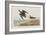 Illustration from 'Birds of America', 1827-38-John James Audubon-Framed Giclee Print