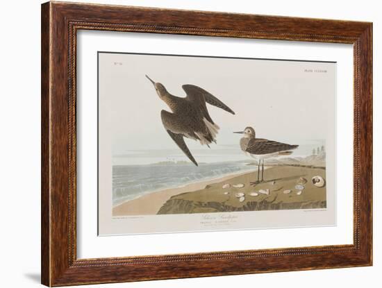 Illustration from 'Birds of America', 1827-38-John James Audubon-Framed Giclee Print