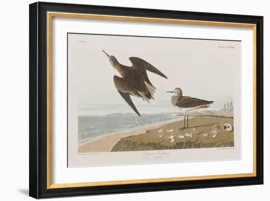 Illustration from 'Birds of America', 1827-38-John James Audubon-Framed Giclee Print