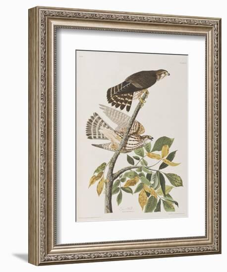 Illustration from 'Birds of America', 1827-38-John James Audubon-Framed Giclee Print