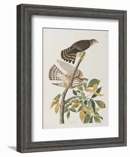 Illustration from 'Birds of America', 1827-38-John James Audubon-Framed Giclee Print