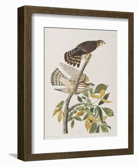 Illustration from 'Birds of America', 1827-38-John James Audubon-Framed Giclee Print