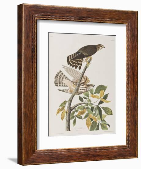 Illustration from 'Birds of America', 1827-38-John James Audubon-Framed Giclee Print