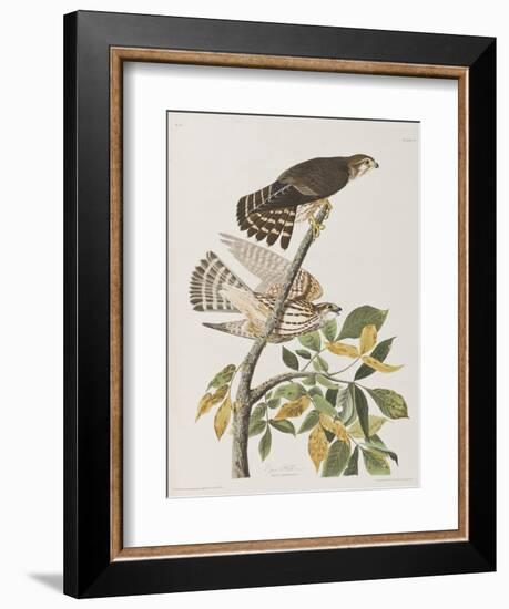 Illustration from 'Birds of America', 1827-38-John James Audubon-Framed Giclee Print