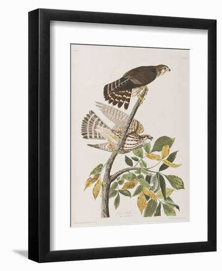 Illustration from 'Birds of America', 1827-38-John James Audubon-Framed Giclee Print