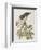 Illustration from 'Birds of America', 1827-38-John James Audubon-Framed Giclee Print