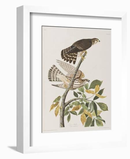 Illustration from 'Birds of America', 1827-38-John James Audubon-Framed Giclee Print