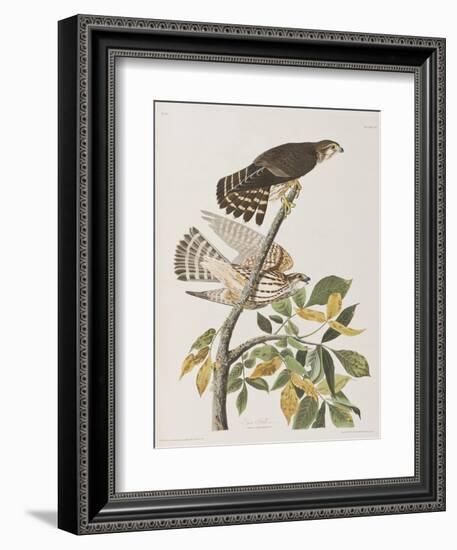 Illustration from 'Birds of America', 1827-38-John James Audubon-Framed Giclee Print