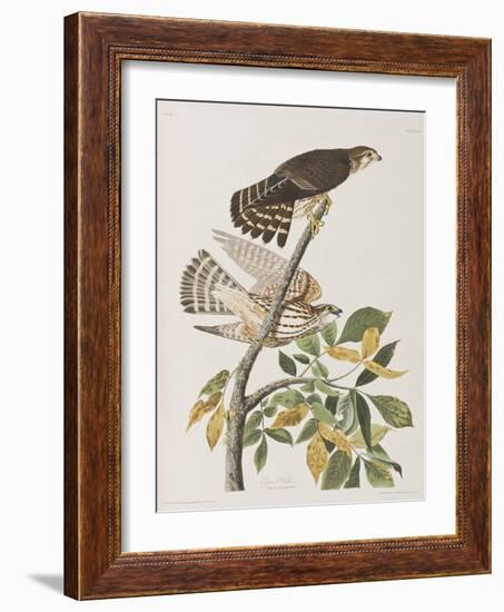 Illustration from 'Birds of America', 1827-38-John James Audubon-Framed Giclee Print