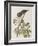 Illustration from 'Birds of America', 1827-38-John James Audubon-Framed Giclee Print