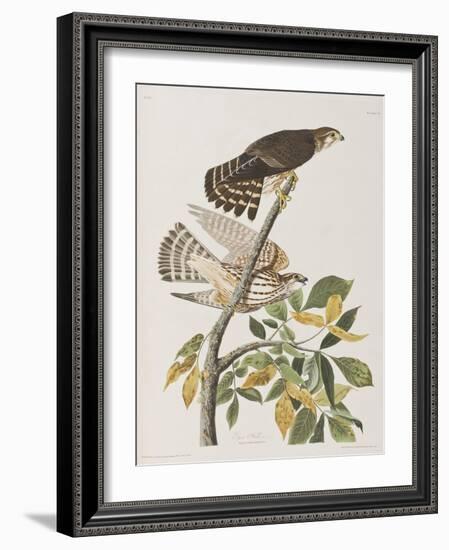 Illustration from 'Birds of America', 1827-38-John James Audubon-Framed Giclee Print