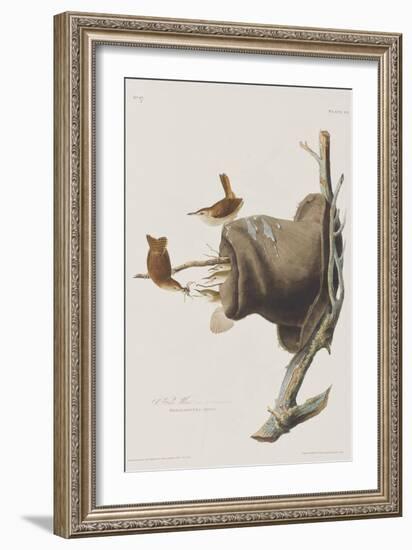 Illustration from 'Birds of America', 1827-38-John James Audubon-Framed Giclee Print